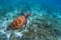 Green sea turtle closeup. Endangered species of tropical coral reef. Royalty Free Stock Photo