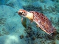 Green sea turtle in closeup view in Red Sea Royalty Free Stock Photo