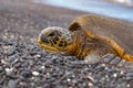 Green sea turtle coming ashore in egg laying season