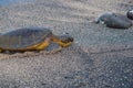 Green sea turtle coming ashore in egg laying season