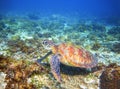 Green sea turtle on coral reef formation. Tropical sea nature of exotic island. Royalty Free Stock Photo