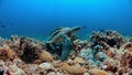 Green Sea turtle on a Coral reef Royalty Free Stock Photo