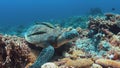 Green Sea turtle on a Coral reef Royalty Free Stock Photo