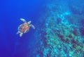 Green sea turtle in deep blue sea water. Sea tortoise top view underwater photo. Royalty Free Stock Photo