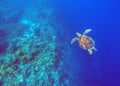 Green sea turtle in deep blue sea water. Sea tortoise underwater photo. Royalty Free Stock Photo