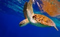 Green Sea Turtle