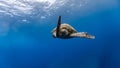 Green sea turtle descends after breathing from the surface