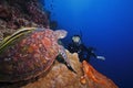 Green Sea Turtle and diver Royalty Free Stock Photo