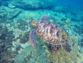 Green sea turtle diving near sea bottom Royalty Free Stock Photo