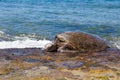 Green sea turtle eating Royalty Free Stock Photo