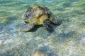 green sea turtle eating seagrass at the seabed in clear water Royalty Free Stock Photo