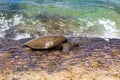 Green sea turtle at the edge of the beach.