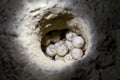 Green sea turtle eggs in sand hole on a beach Royalty Free Stock Photo