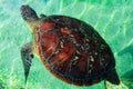 Green sea turtle an endegered species to be protected