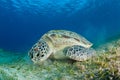 Green sea turtle feeding in a sea grass meadow