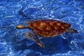 Green Sea Turtle, Galapagos Royalty Free Stock Photo