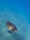 Green Sea Turtle Glides over Ocean Floor with Blue Water Background Royalty Free Stock Photo