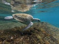 green turtle swimming over rocks at the bottom of the ocean Royalty Free Stock Photo