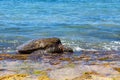 Green sea turtle grazlng Royalty Free Stock Photo