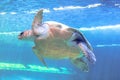 Green sea turtle Royalty Free Stock Photo