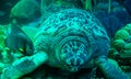 Green sea turtle Royalty Free Stock Photo