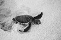 Green sea turtle hatchling on th beach Royalty Free Stock Photo