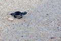 Green Sea Turtle Hatchling Royalty Free Stock Photo