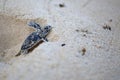 Green Sea Turtle Hatchling Royalty Free Stock Photo