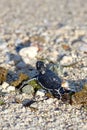 Green Sea Turtle Hatchling