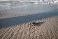 Green sea turtle hatchling on the beach Royalty Free Stock Photo