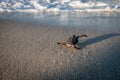 Green sea turtle hatchling on the beach Royalty Free Stock Photo