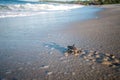 Green sea turtle hatchling on the beach Royalty Free Stock Photo