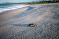 Green sea turtle hatchling on the beach Royalty Free Stock Photo