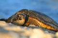 The green sea turtle of Hawaii Royalty Free Stock Photo