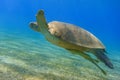 green sea turtle hovering in clear blue sea water in marsa alam egypt Royalty Free Stock Photo