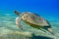 green sea turtle hovering in clear blue sea water and green seagrass at the seabed in egypt Royalty Free Stock Photo