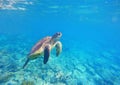 Green sea turtle image for banner template or poster with text place Royalty Free Stock Photo