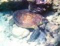 Green Sea Turtle at Green Island in Australia