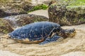 Green Sea Turtle Laying Eggs Maui Hawaii Royalty Free Stock Photo