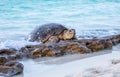 Green sea turtle laying on rocks by the beach Royalty Free Stock Photo