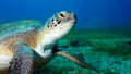 Green Sea Turtle looking a camera underwater with blue background