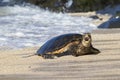 Green sea turtle making landfall near Maui Hawaii with his mouth open Royalty Free Stock Photo