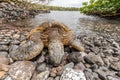 Green Sea Turtle on a Maui Beach Royalty Free Stock Photo