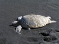 Green sea turtle on Maui beach, Hawaii Royalty Free Stock Photo