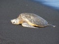 Green sea turtle on Maui beach, Hawaii Royalty Free Stock Photo