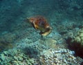 Hawaiian Green Sea turtle from Maui Hawaii Royalty Free Stock Photo