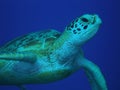 Green Sea Turtle Mid-water
