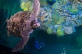 Green sea turtle Royalty Free Stock Photo