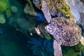 Green sea turtle Royalty Free Stock Photo