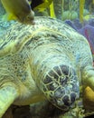 Green sea turtle Royalty Free Stock Photo